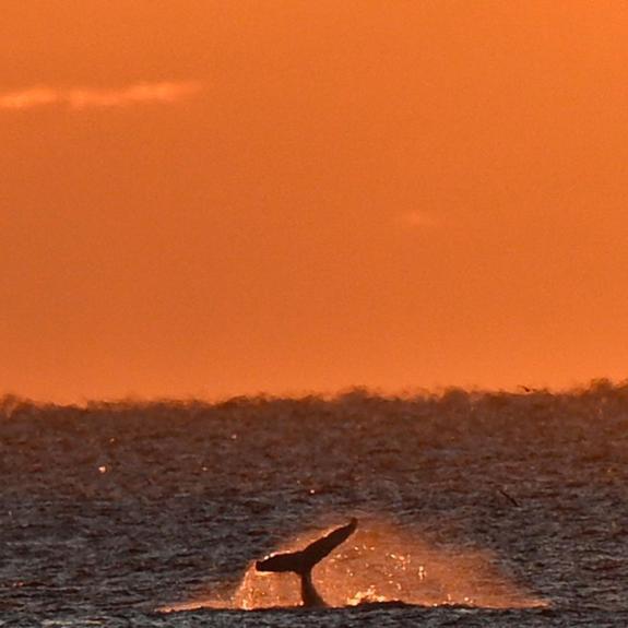 Nauset Beach Inn オーリンズ エクステリア 写真